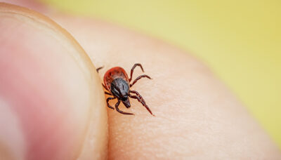 Как не заболеть Лайм-боррелиозом