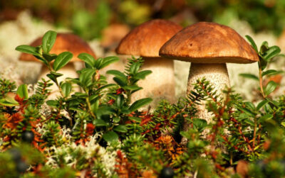 О профилактике отравлений грибами