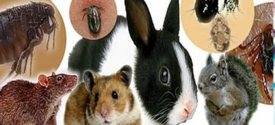 ПРОФИЛАКТИКА ТУЛЯРЕМИИ