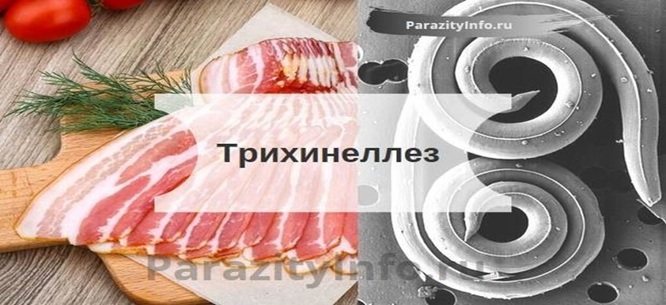 Профилактика трихинеллеза