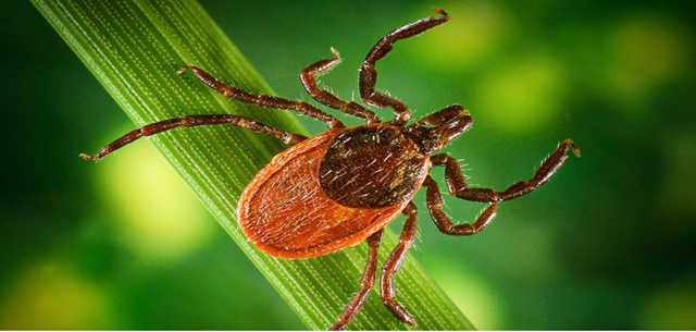Напоминаем о сезоне активности клещей
